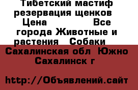 Тибетский мастиф резервация щенков › Цена ­ 100 000 - Все города Животные и растения » Собаки   . Сахалинская обл.,Южно-Сахалинск г.